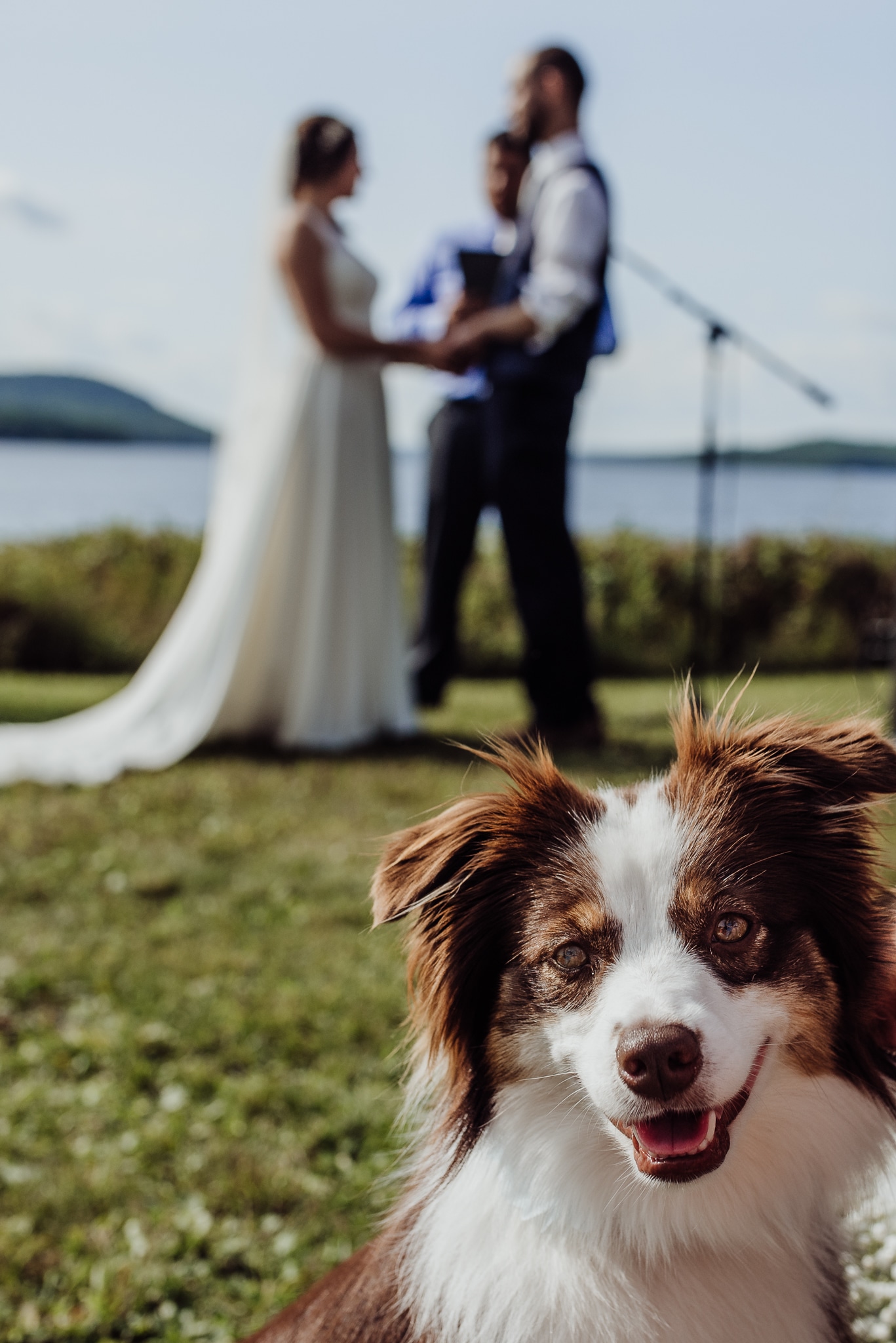 Dog photobombing a wedding
