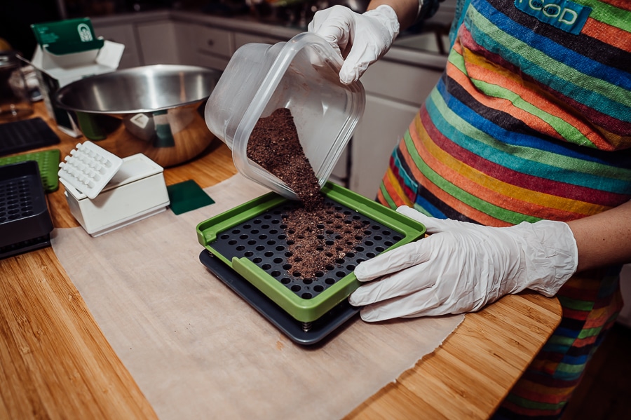 Pouring blended placenta into capsule holder