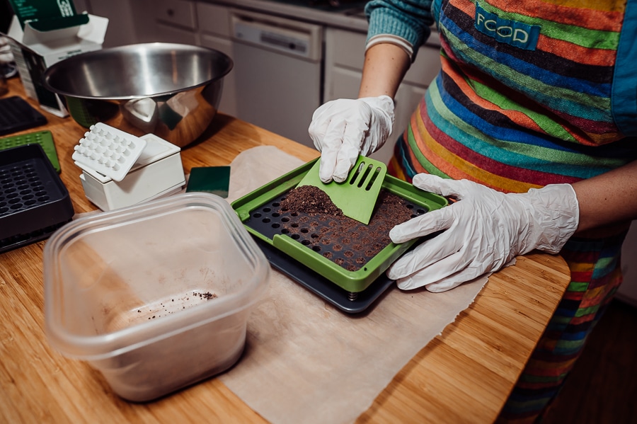 Filling capsuled with blended placenta